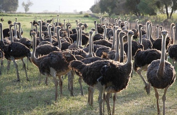 Image Ferme des Autruches