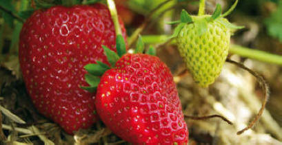 Image Les deux cueillettes de Compans