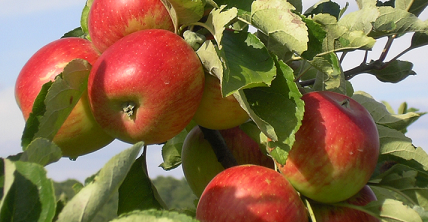 Image Verger du Grand Morin