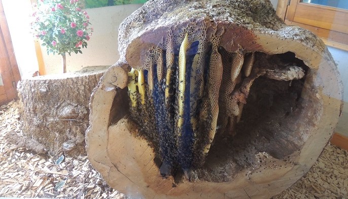 Image L'abeille du Haut Doubs