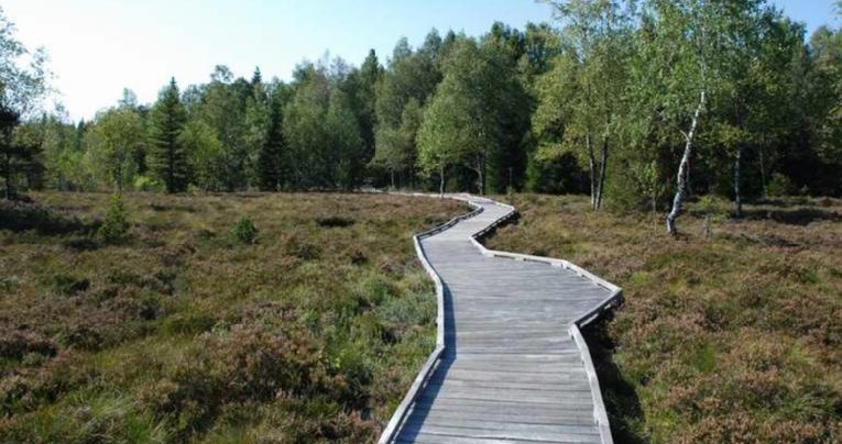 Image Les tourbières - Frasne