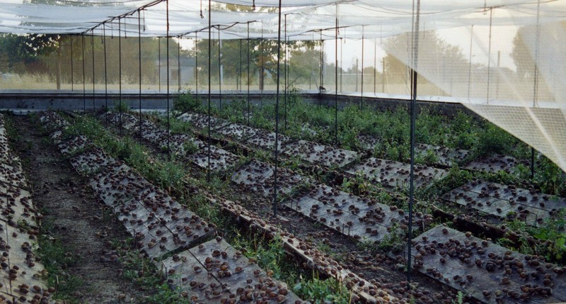 Image Escargots de Monsieur Devaux à Favrieux