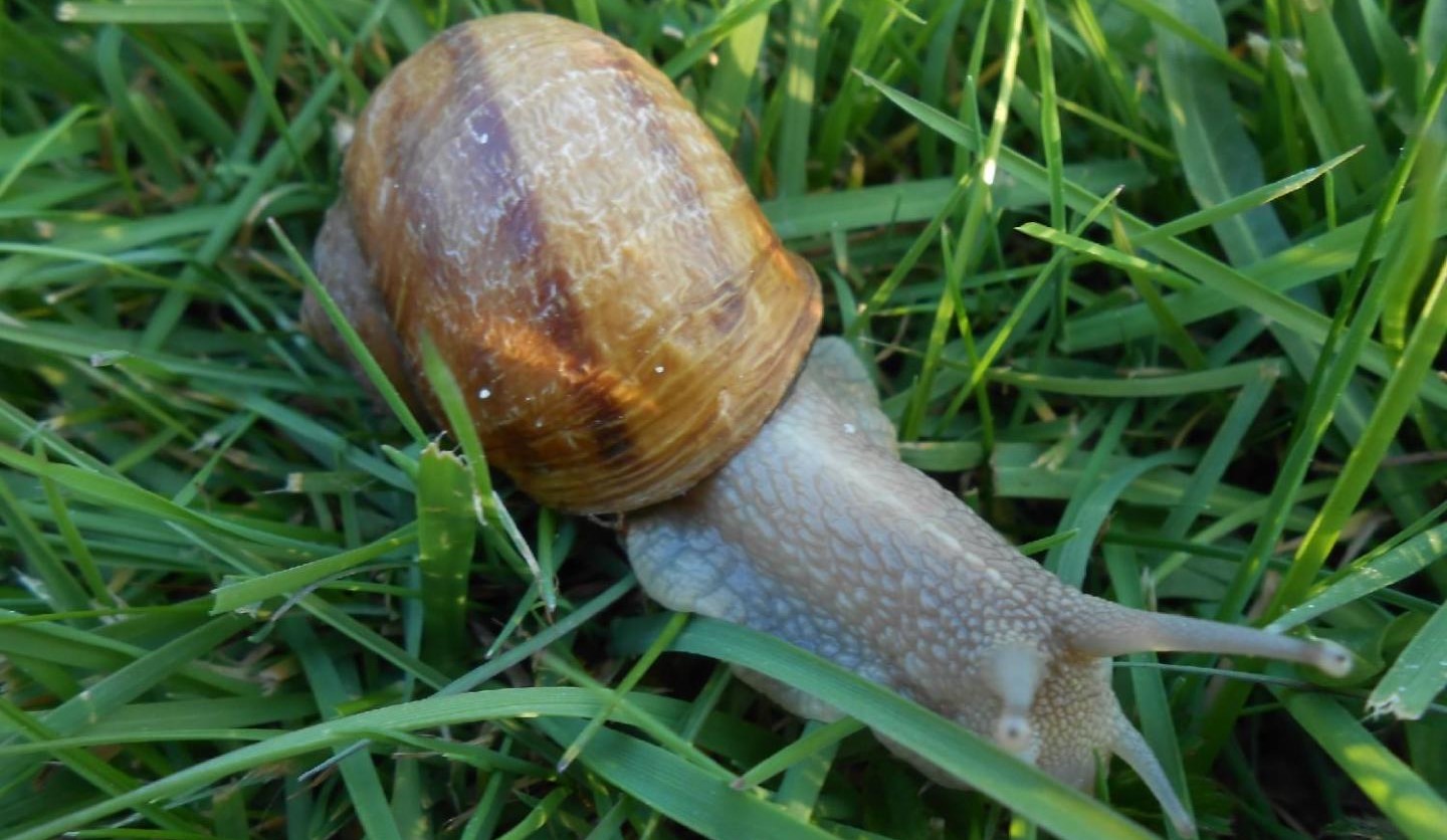 Image Ferme du Colimaçon