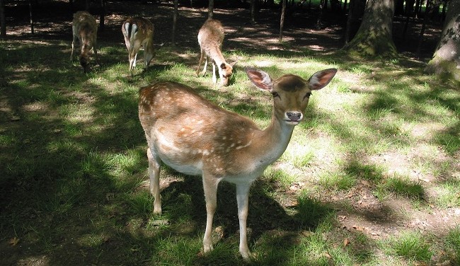 Image Parc animalier de la Maladière