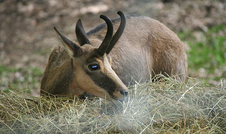 Image Parc animalier de Fougerolles - St Valbert