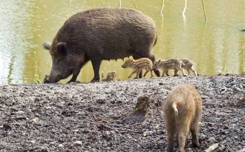 Image Parc animalier de l'ONF