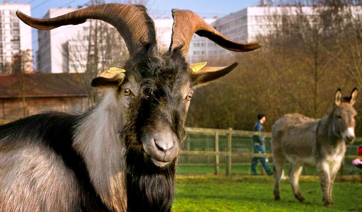 Image Ferme des Chanteraines