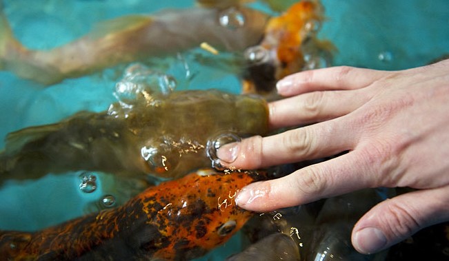 Image Maison de la Pêche et de la Nature