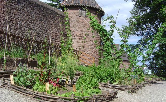 Image Jardin médiéval du château du Haut-Koenigsbourg