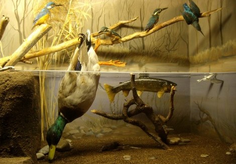 Image Musée Faune Lorraine