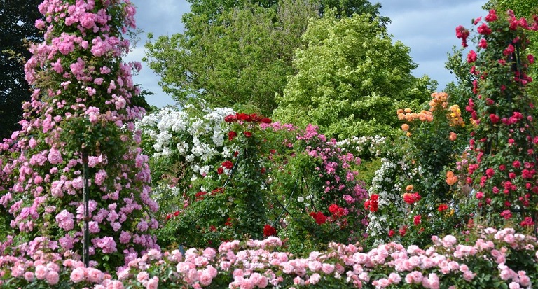 Image Roseraie du Val-de-Marne