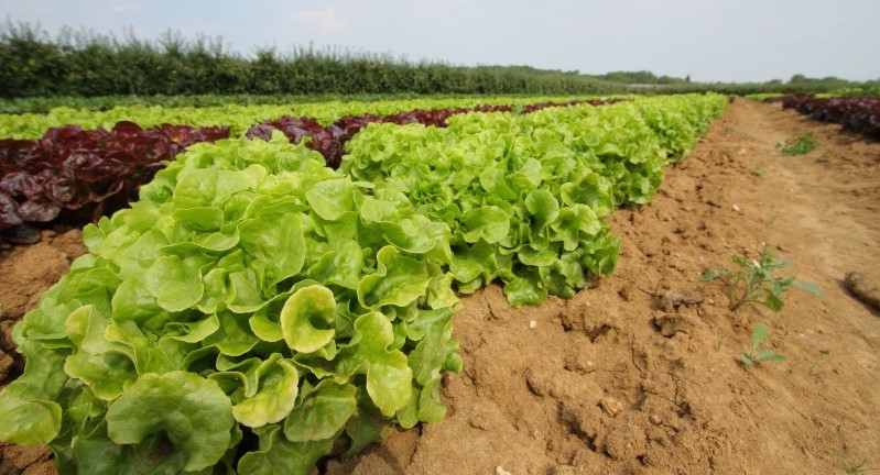 Image Ferme et cueillette de Champlain