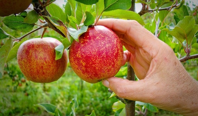 Image Cueillette aux champs