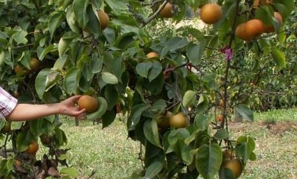 Image Cueillette de Nashis