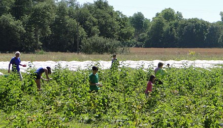 Image La cueillette des fruits rouges