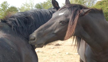 Image La ferme des Cabanes