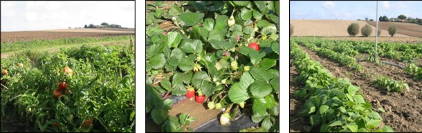 Image Les jardins de Saint Sernin