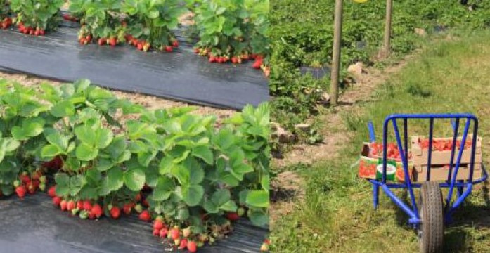 Image Le Champ des Pierres