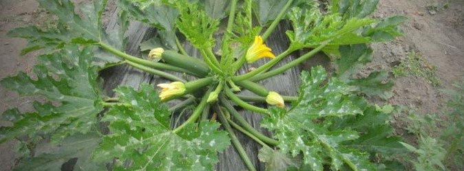 Image Cueillette de l'Ile