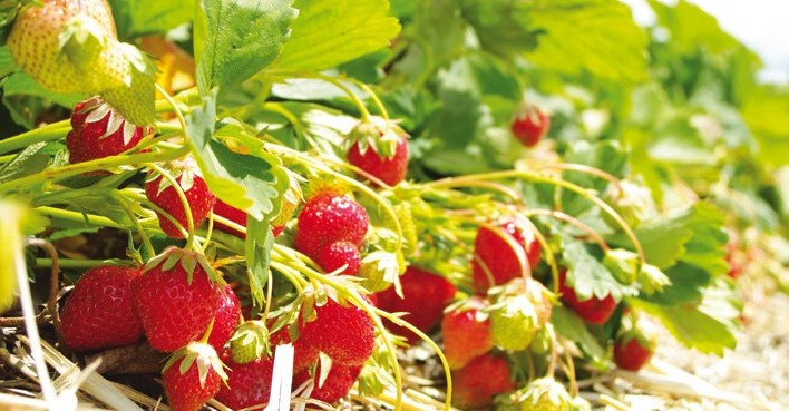 Image La cueillette des Gourmands