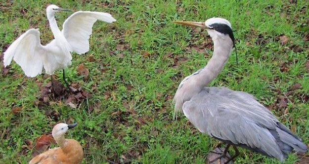 Image Musée des oiseaux