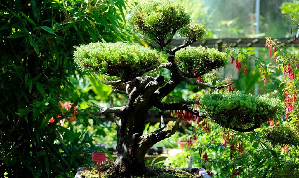 Image Tropicarium Bonsaï de la Baule