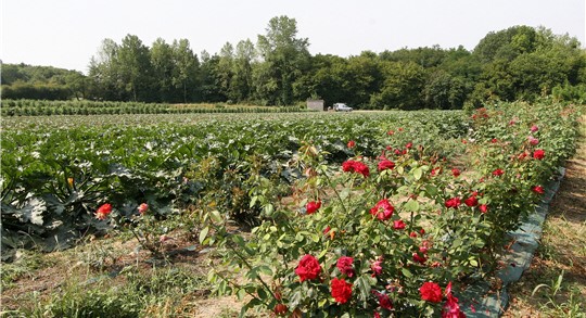Image Vergers du Bois Macé