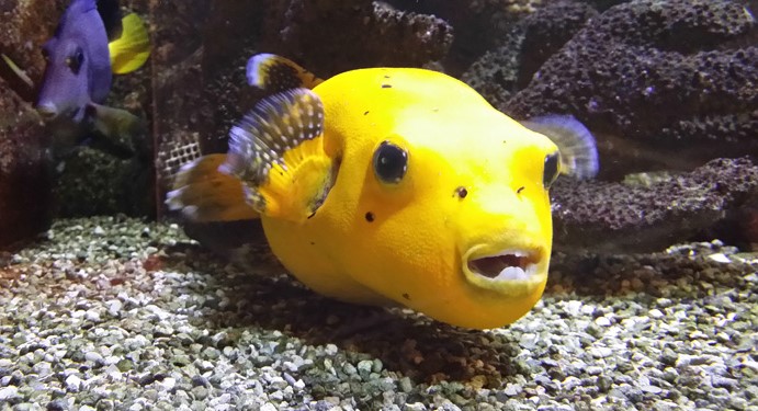 Image Aquarium municipal de Dunkerque