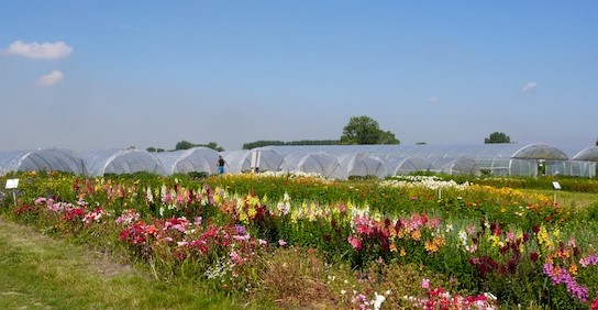 Image Cueillette de Hoymille