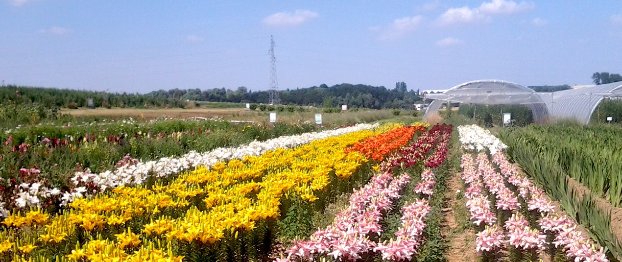 Image Cueillette du Tronquoy