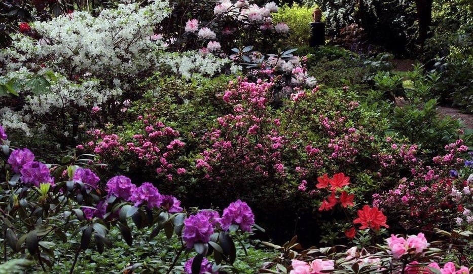 Image Le jardin du Séquoia