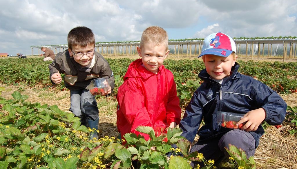 Image La cueillette des Saveurs