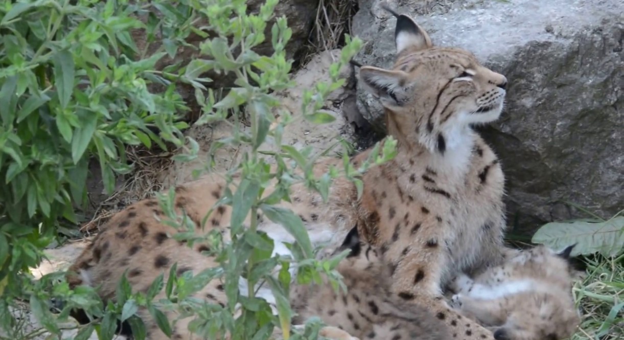 Image Parc zoologique Fort Mardyck Dunkerque Grand Littoral