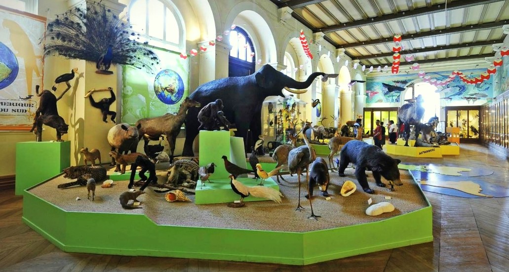 Image Muséum d’Histoire Naturelle