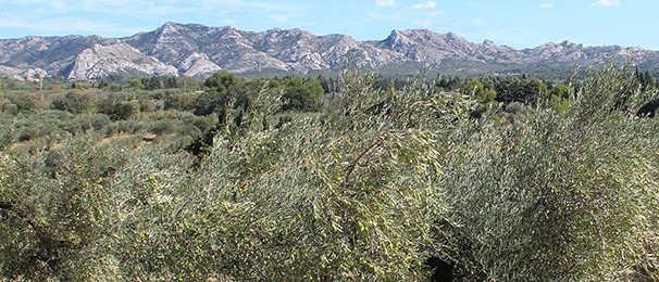 Image Moulin Castelas