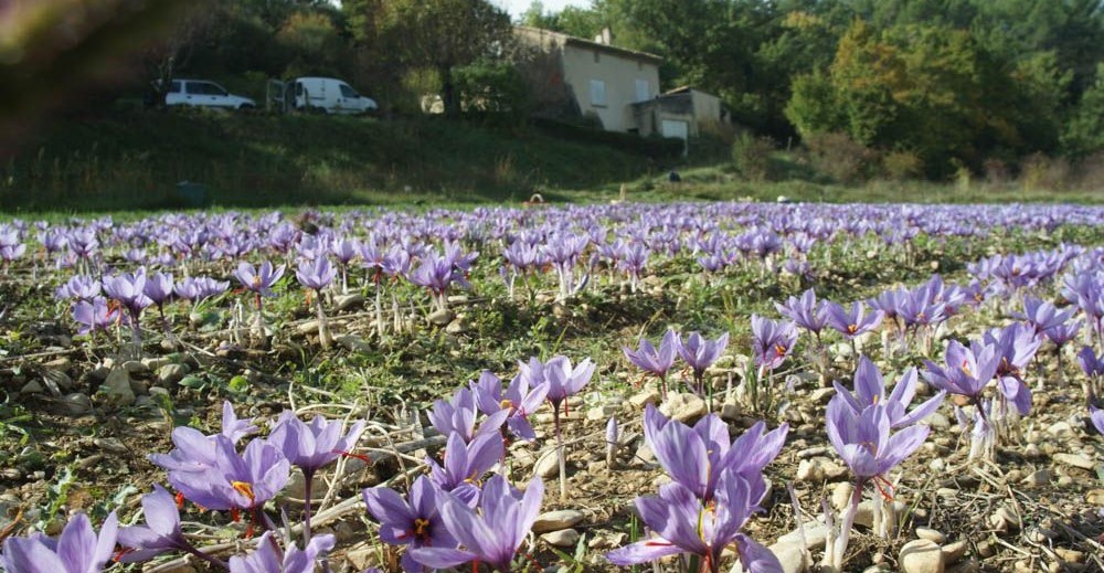 Image L'or rouge des 3 rivières