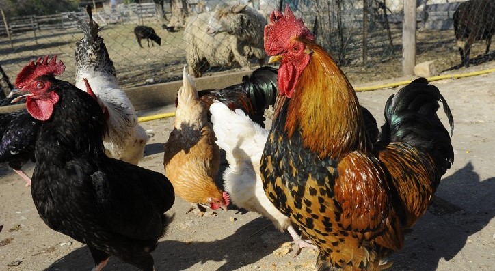 Image Ferme pédagogique de l'Oiselet