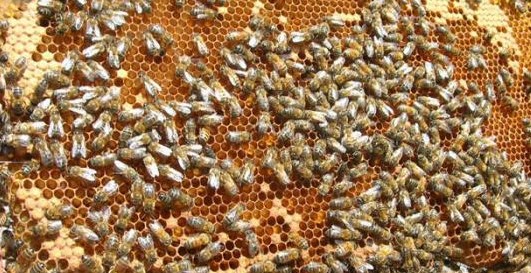 Image La Miellerie des Butineuses