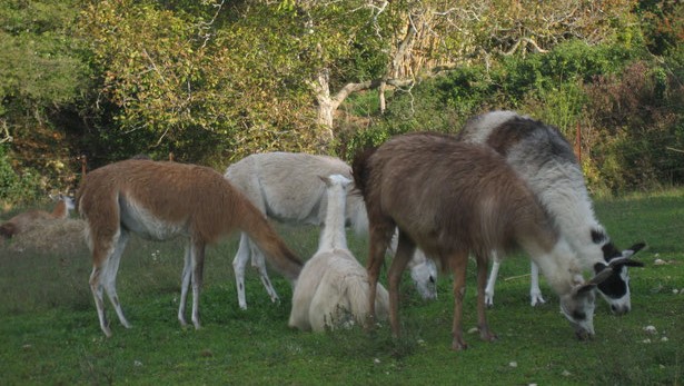 Image Les lamas du Barroux