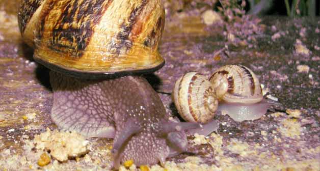 Image Le Jardin aux Escargots