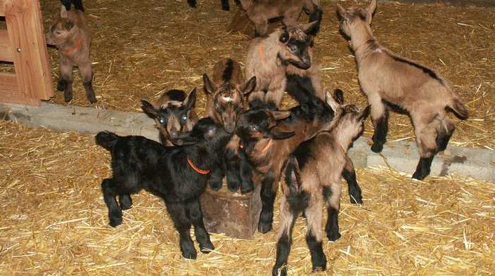 Image Les biques des Vignys