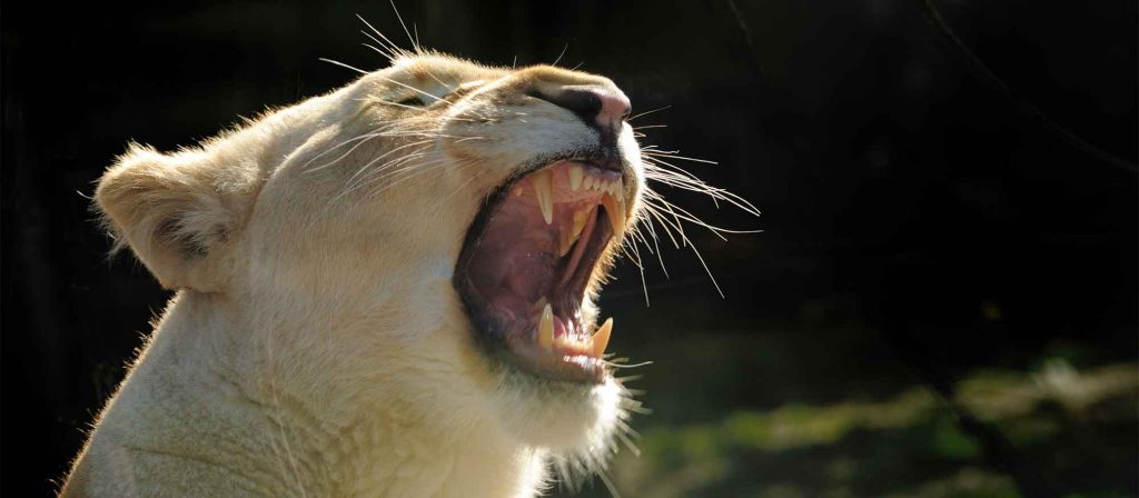 Image Zoo de Bordeaux Pessac