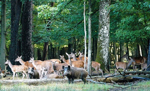 Image Espace Rambouillet