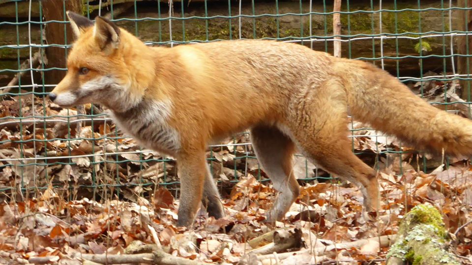Image Parc à gibier de Saint Hubert