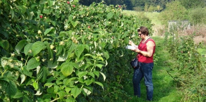 Image La framboiseraie