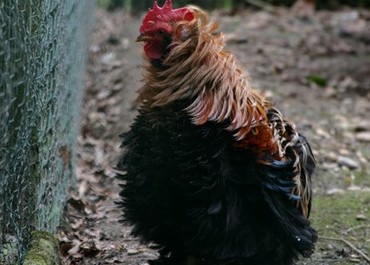 Image Parc de la Sauvagère