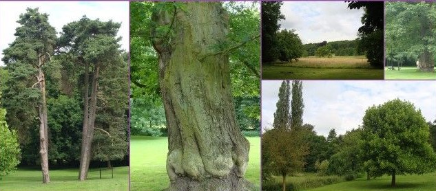 Image Arboretum de Monceau sur Sambre