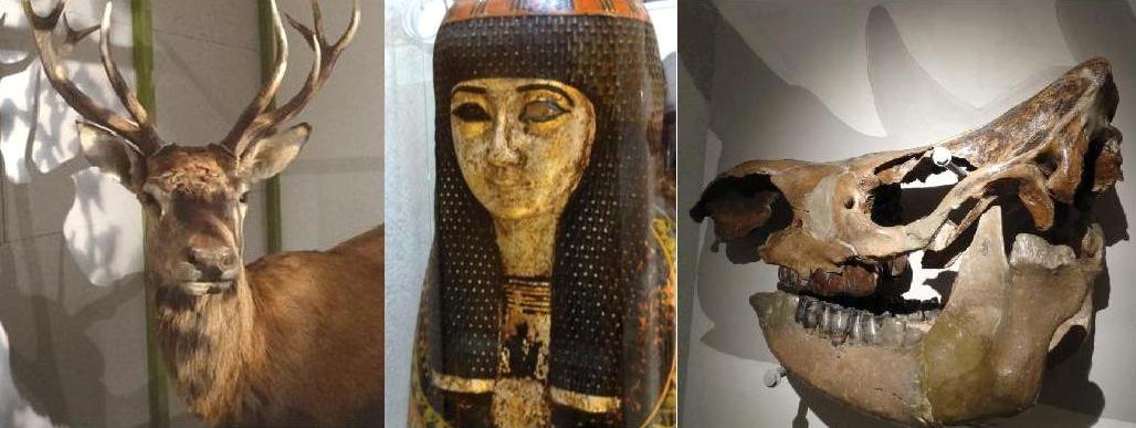 Image Muséum d'Histoire Naturelle et d'Ethnographie