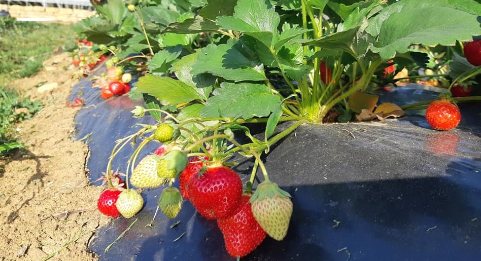 Image Les Petits Fruits de Vouxey