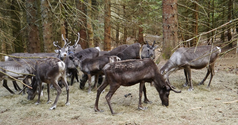 Image La ferme aux Rennes